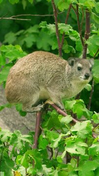 Rock hyrax animal on bushes in African jungle on vertical video.