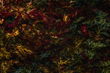 Dark, moody photograph featuring burgundy and brown Salaginella foliage, creating a mysterious...