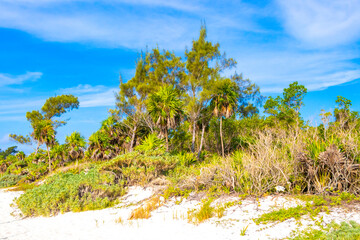 Caribbean beach nature palm trees plant jungle forest nature Mexico.