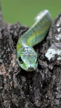 Green snake on pine tree closeup African fauna vertical video.