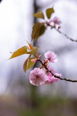 pink flower on a tree