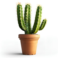 cactus isolated on white
