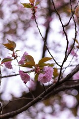 pink flower on a tree