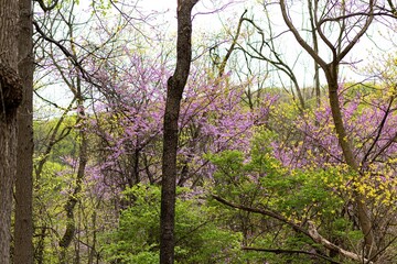 woods at springtime