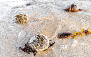 Long spined sea urchin urchins corals rocks clear water Mexico