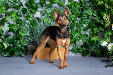 Fototapete bei efototapeten.de bestellen   