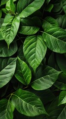 Fototapeta premium Full frame shot of lush, fresh green leaves, creating a vibrant nature background.