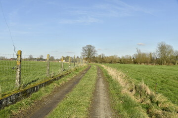 Fototapeta premium Chemin entre les pâturages pour le passagesdes machines agricoles et bétail à Ghislenghien 