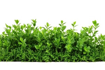 Fototapeta premium Green bush plant hedge herbs.