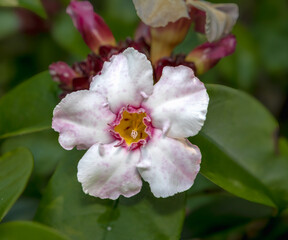 The poison arrow flower, also known as Strophanthus gratus.