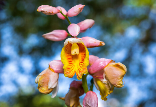 The shell ginger flower, scientifically known as Alpinia zerumbet, is a stunning tropical bloom that belongs to the Zingiberaceae family.