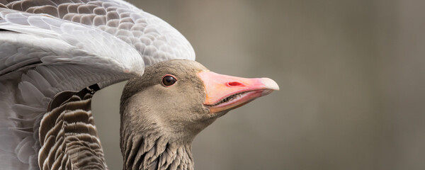 wild goose taking flight, greylag hawk, anser anser, goose wings, bird wing, panorama, horizontal...