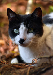 Mustache cat surrounded by leaves