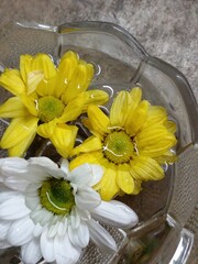 Fresh yellow and white chrysanthemum flowers are placed in a glass bowl filled with water. Chrysanthemum flowers as background. Chrysanthemum family of the Asteraceae.
