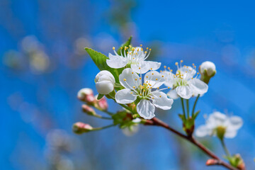 Cherry tree blossom spring background of blooming flowers beautiful nature with blossoming tree spring flowers.