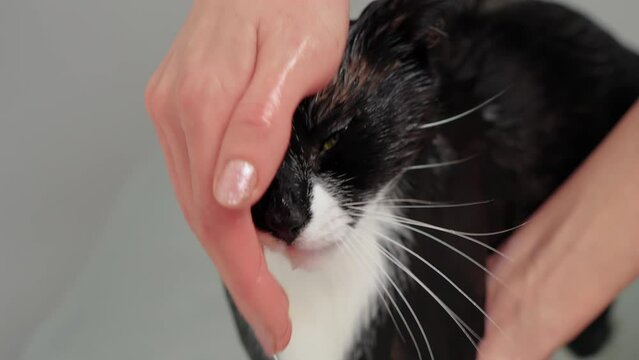 Cat fur shower and hygiene. Woman bathing her black cat in bathroom with shower. Pets caring, disinfection treatment, flea extermination