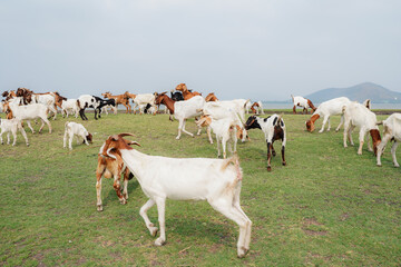 large herd of white goats in green grassy meadow under blue sky with white clouds. Dairy goats...