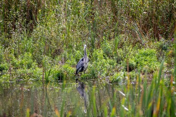 great heron in the marsh