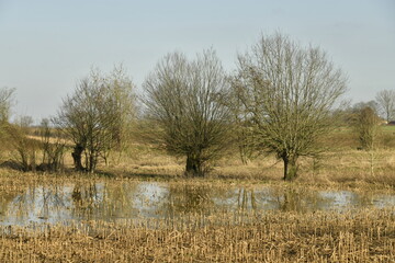 Forêt de roseau dans l'un des marécages au début du printemps à Ghislanghien (Ath)