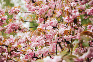 Pink flower flakes texture. Cherry blooming tree. Dreamy bright floral background. Spring bloom. Tree branch. Springtime outdoor. Artistic early flowers. April season. Japanese design.	
