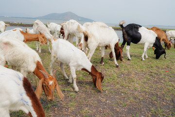 large herd of white goats in green grassy meadow under blue sky with white clouds. Dairy goats...