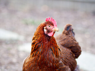 One free range chicken blurred grey background - Partridge Cochin hen with orange and brown feathers.