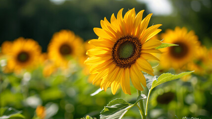 In the open sunflower, daytime background