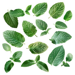 Mint leaf pattern, white background, flat lay photography