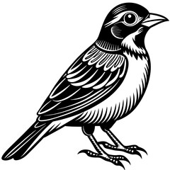 Fototapeta premiumBird vector illustration