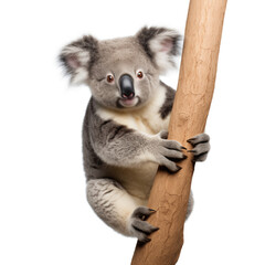 A koala climbing on a tree isolated on a white background
