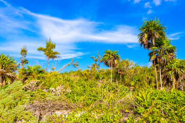 Fototapeta na wymiar Caribbean beach nature palm trees plant jungle forest nature Mexico.