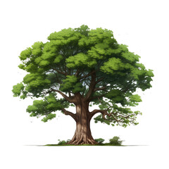 A large and lush tree isolated on a white background