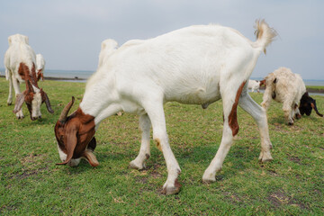 Obraz premium Goats eat grass in a farm. White goats in a meadow of a goat farm.