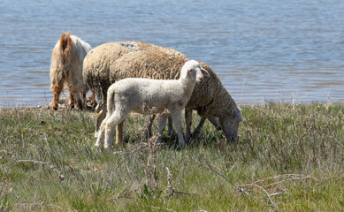 Obraz premium sheep, lamb, animal, farm, goat, grass, agriculture, nature, mammal, livestock, spring, meadow, field, wool, farming, rural, white, baby, pasture, countryside, young, green, domestic, ewe, animals