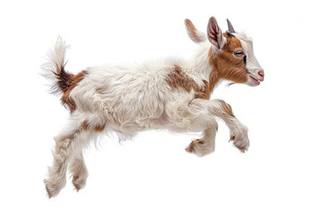 A young goat kid jumping in the air