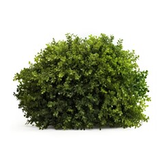 Bush plant hedge herbs