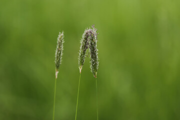 Close up of meadow foxtail - Alopecurus pratensis