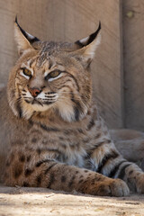 Lynx, resting in the shade