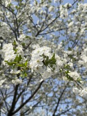 tree blossom