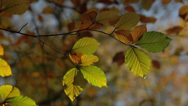 Group of autumn forest leaves with selective focus nature background