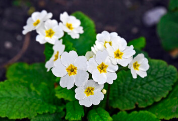 Primrose (Primula acaulis)