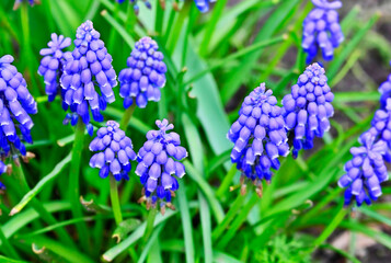 Grape hyacinth (muscari)