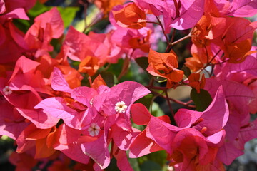Beautiful colorful flowers