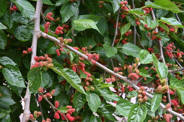 black mulberry

