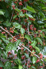 black mulberry
