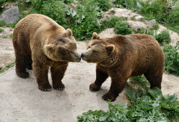 Two Brown Bears (Ursus arctos)