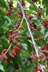 black mulberry
