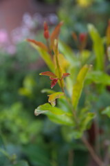Foliage of Pomegranate tree with fruits,  green pomegranate fruits