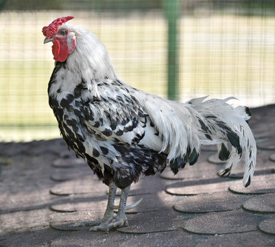 Domestic rooster (Gallus Domesticos) standing in the shed&rsquo;s roof