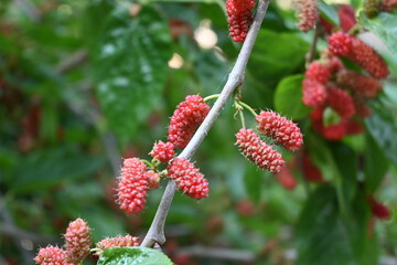 black mulberry
